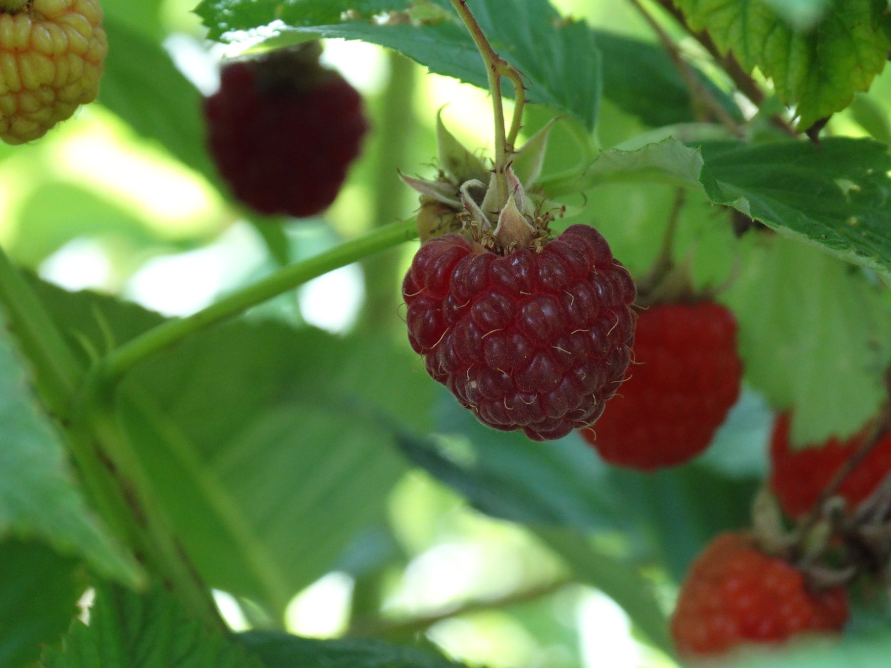 Campo FullBerry