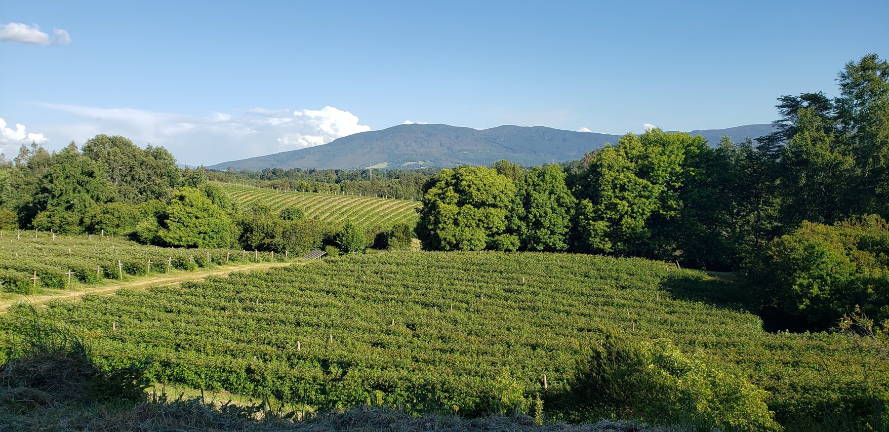 Plantación FullBerry