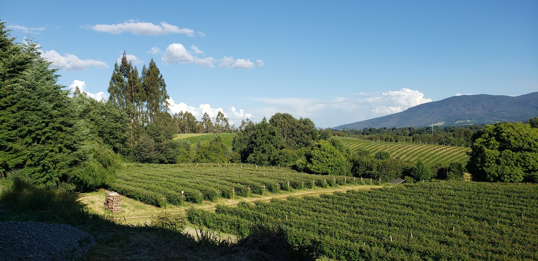 Plantación FullBerry